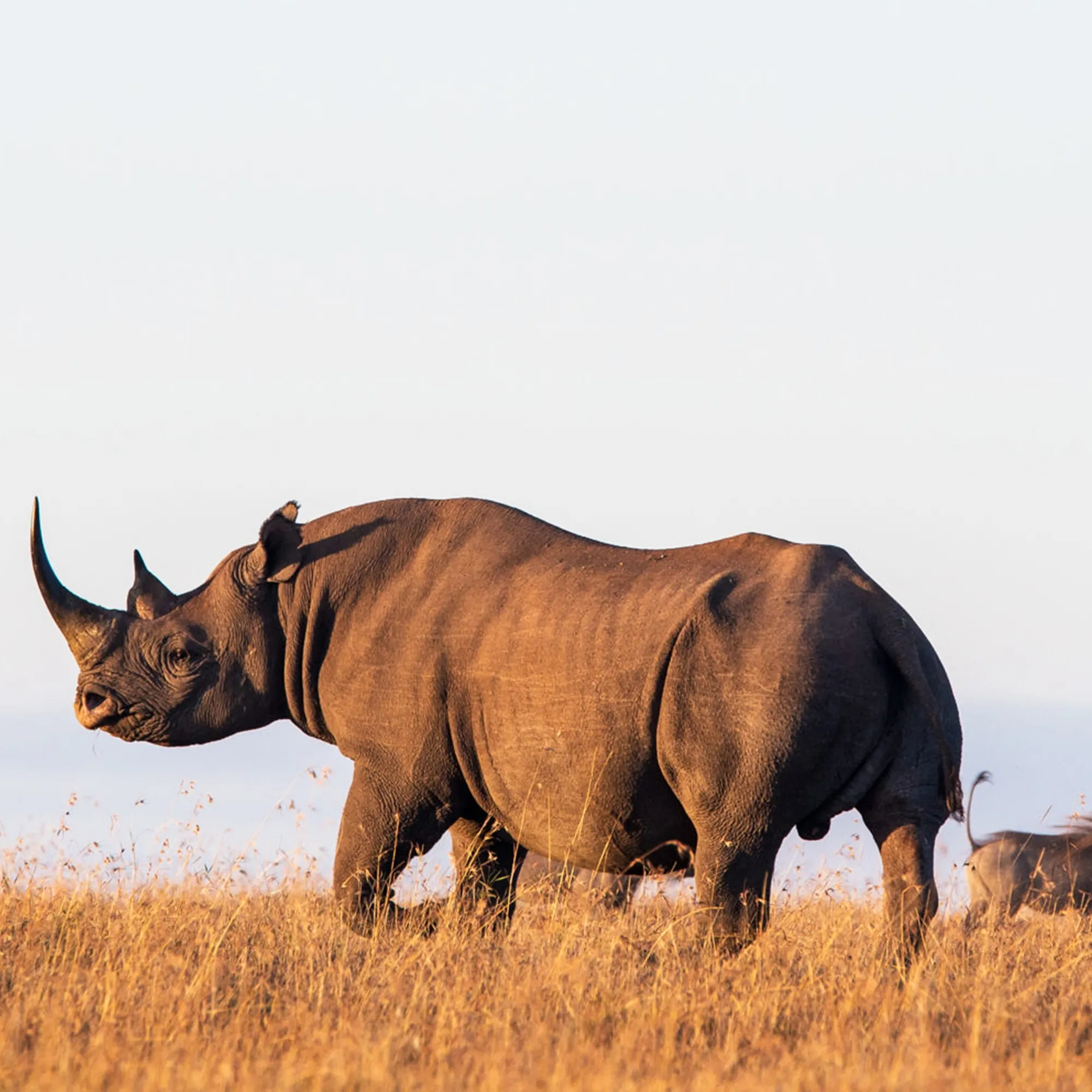 9 Days Kenya Classic Safari