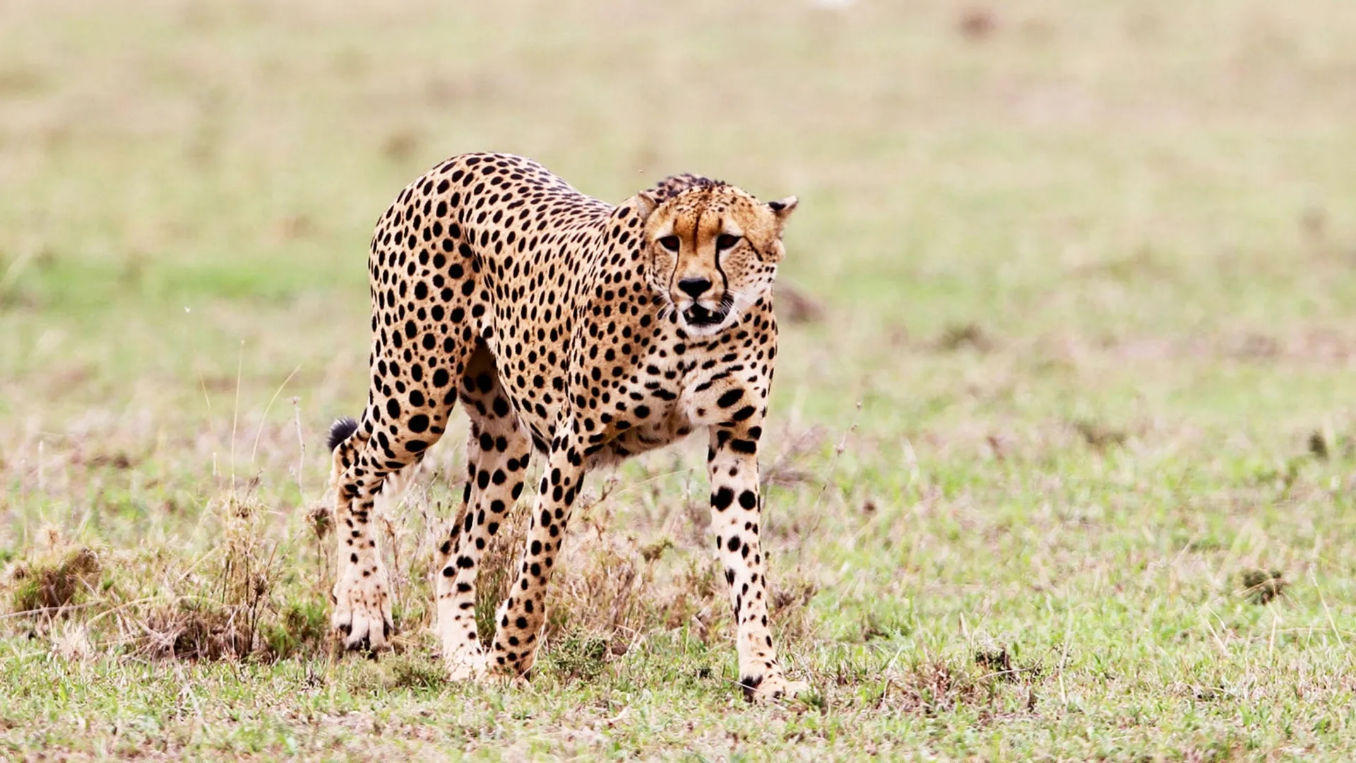 9 Days Kenya Classic Safari - Image 4